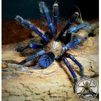 Lampropelma / Omothymus  violaceopes / Singapore Blue 2fh   (2-3cm)